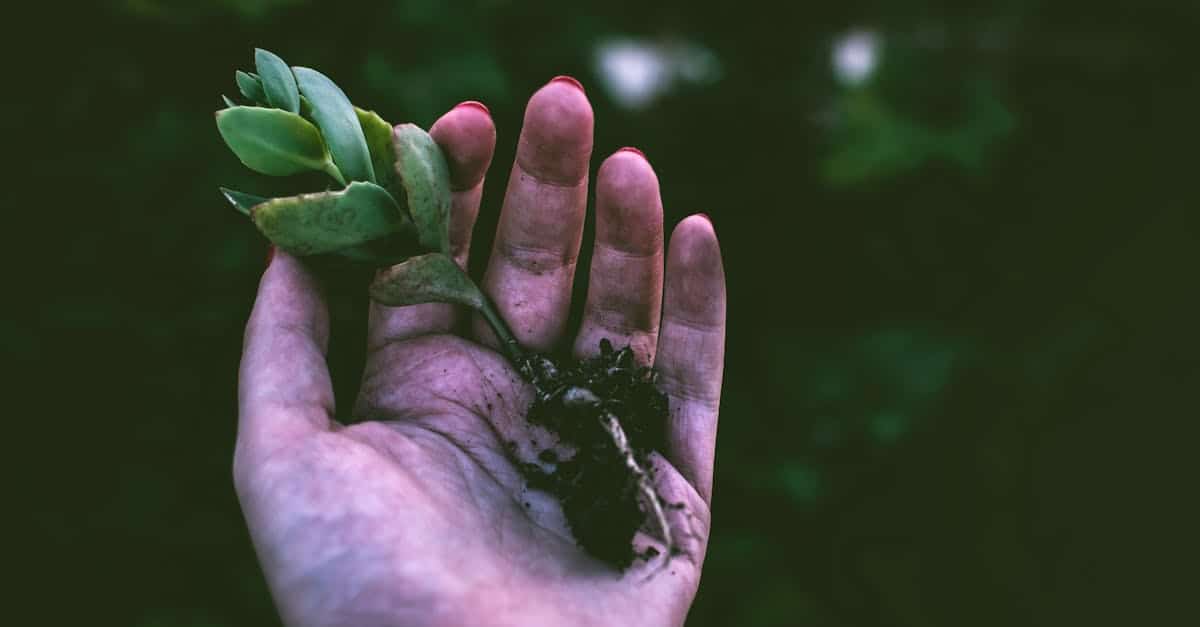 découvrez l'art du jardinage avec nos conseils pratiques, nos astuces de culture et nos inspirations pour aménager votre espace vert. transformez votre jardin en un oasis de beauté!