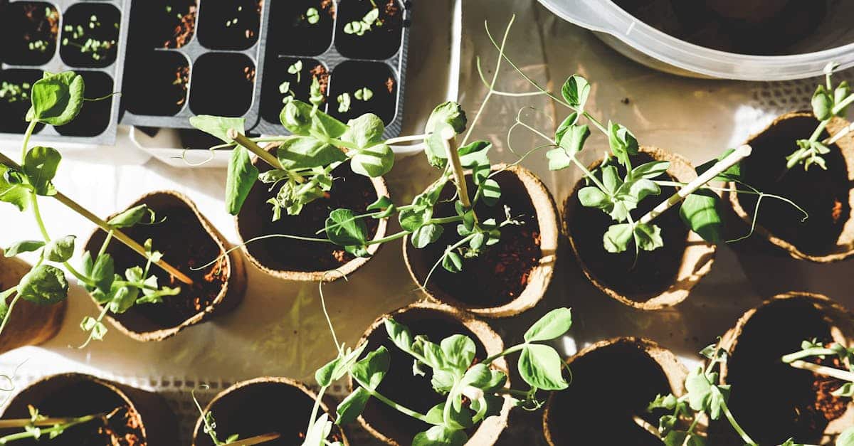 découvrez le monde du jardinage avec nos conseils pratiques, idées créatives et astuces pour cultiver votre jardin, que vous soyez débutant ou expert. apprenez à choisir les bonnes plantes, à entretenir votre espace vert et à créer un véritable havre de paix dans votre extérieur.