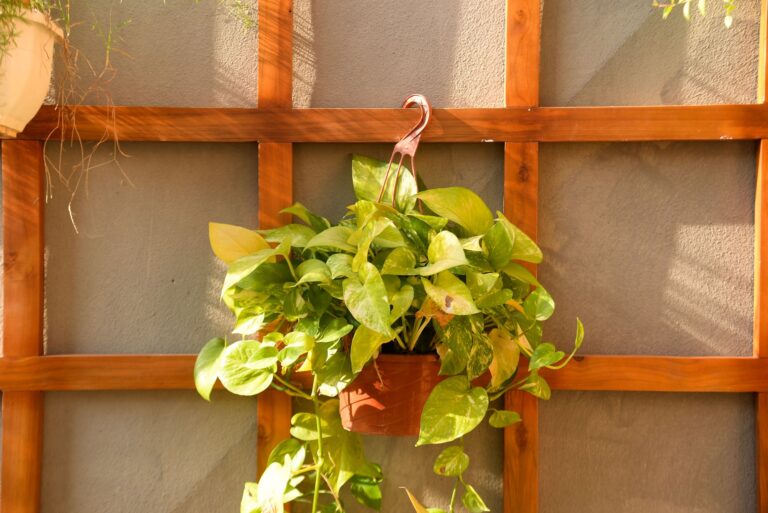 Comment choisir les meilleures plantes grimpantes pour un jardin vertical ?