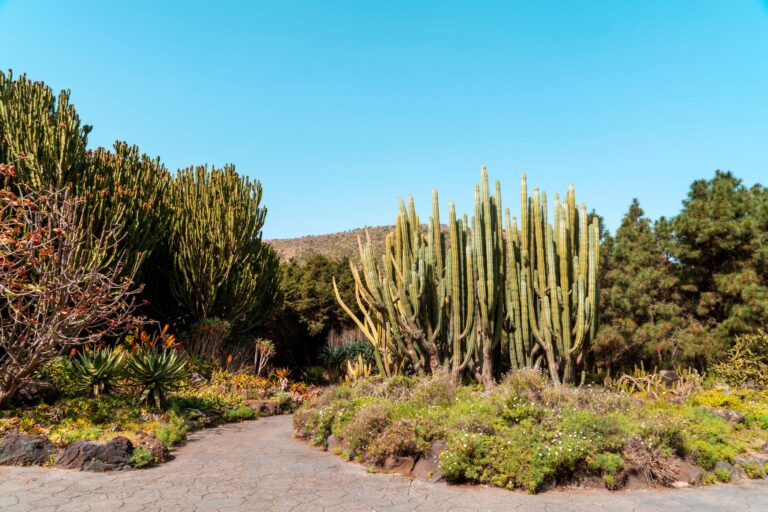 Quels secrets cachent les paysages arides des jardins secs ?