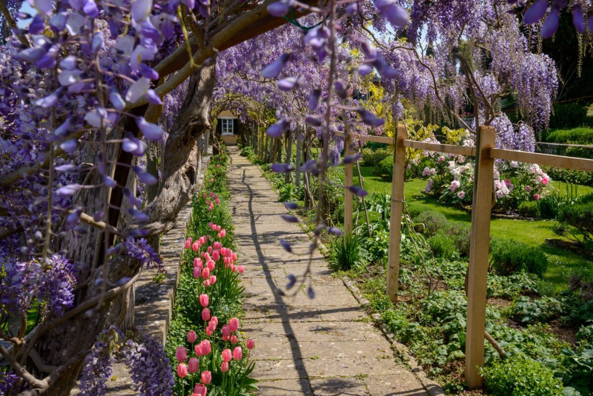 Quelles plantes grimpantes choisir pour embellir ma clôture de jardin ?